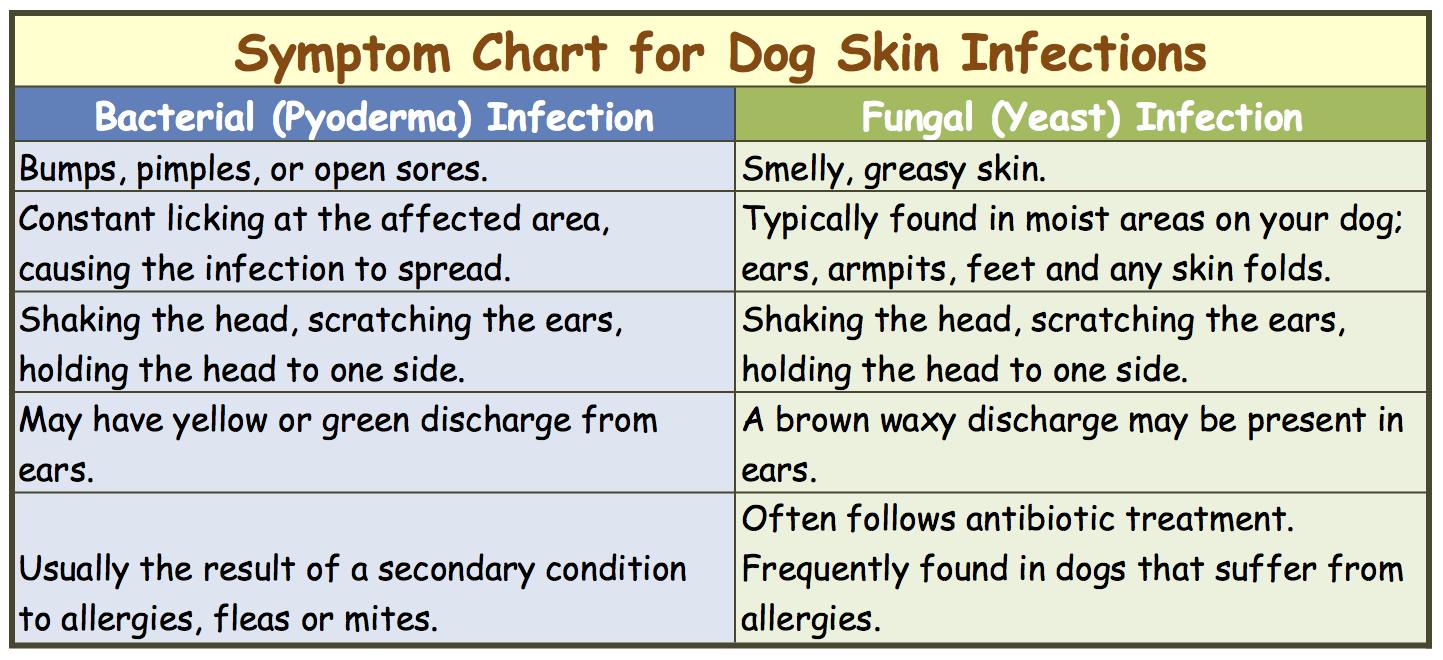 Dog Skin Infection How To Recognize And Treat The Symptoms 