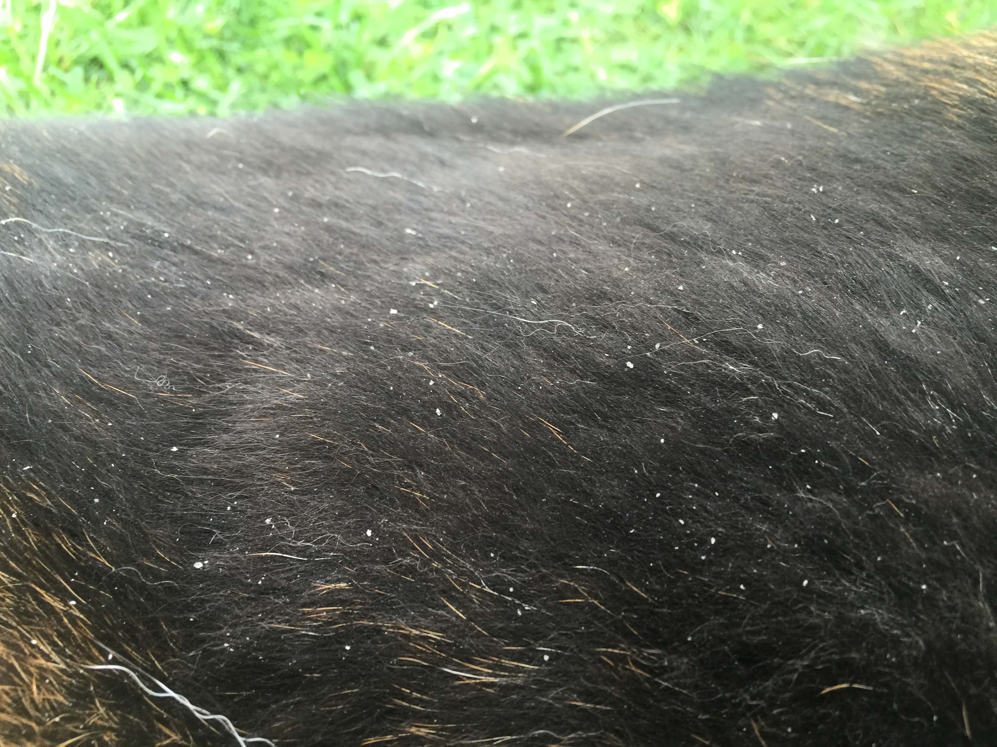 dog-dandruff-recognize-symptoms-and-treat