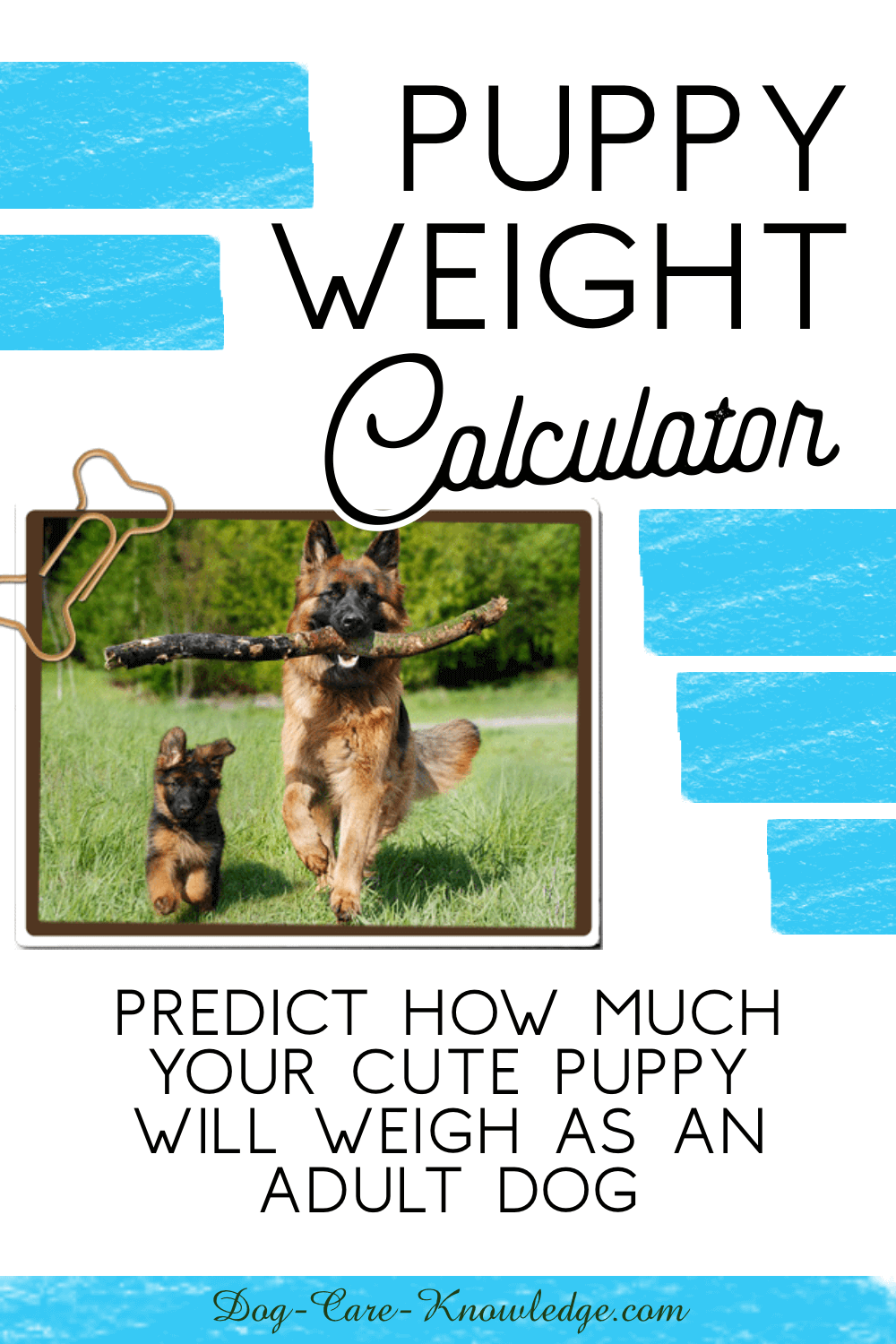 Puppy Weight Calculator Accurately Predict Your Puppy s Future Size