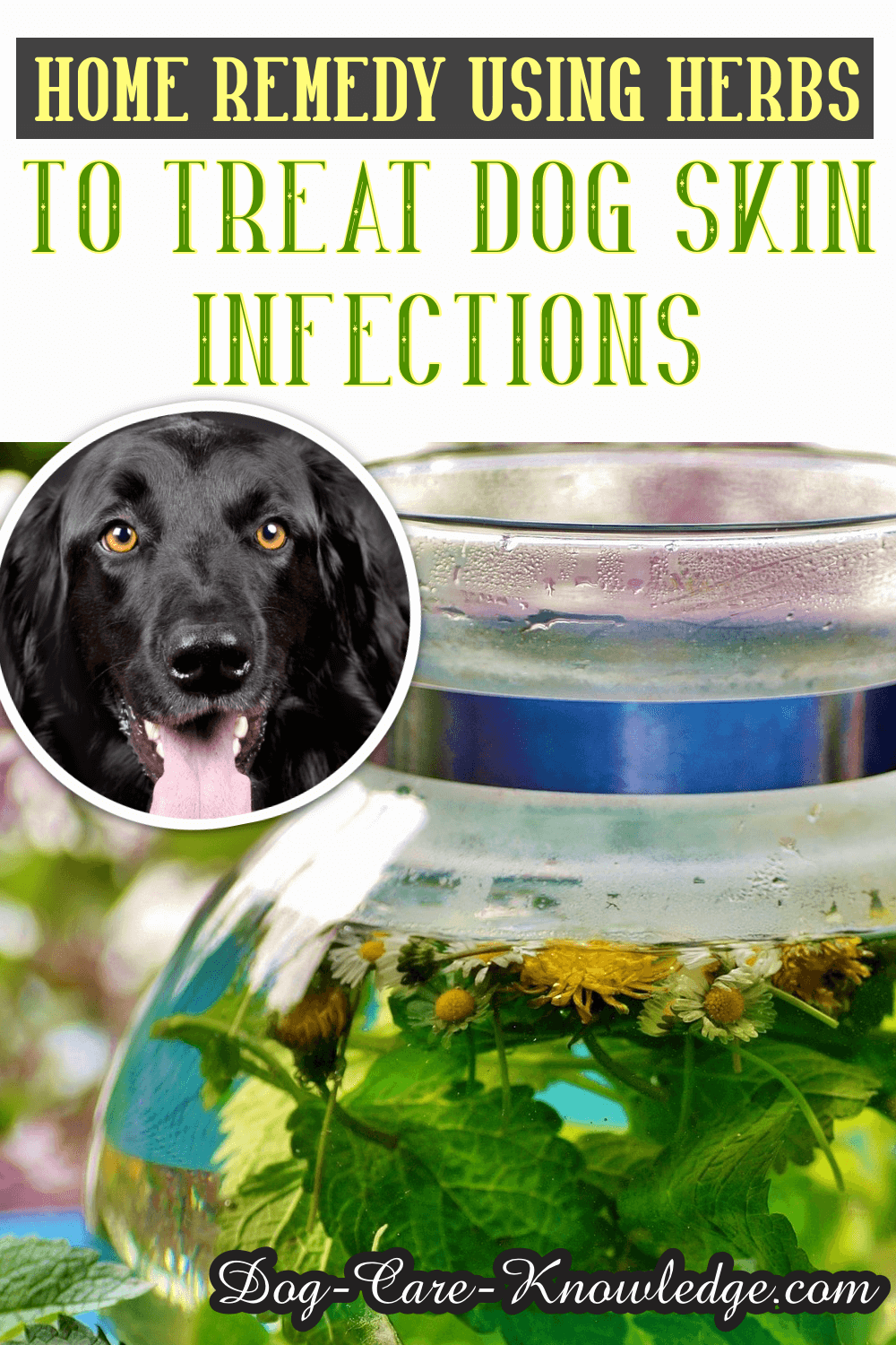 Natural Remedy For Skin Infection In Dogs