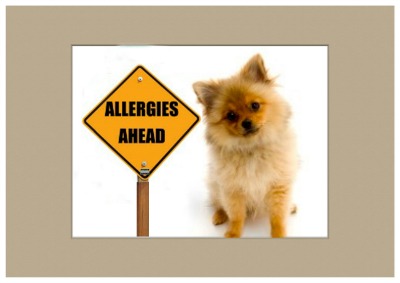 Common Dog Skin Allergies