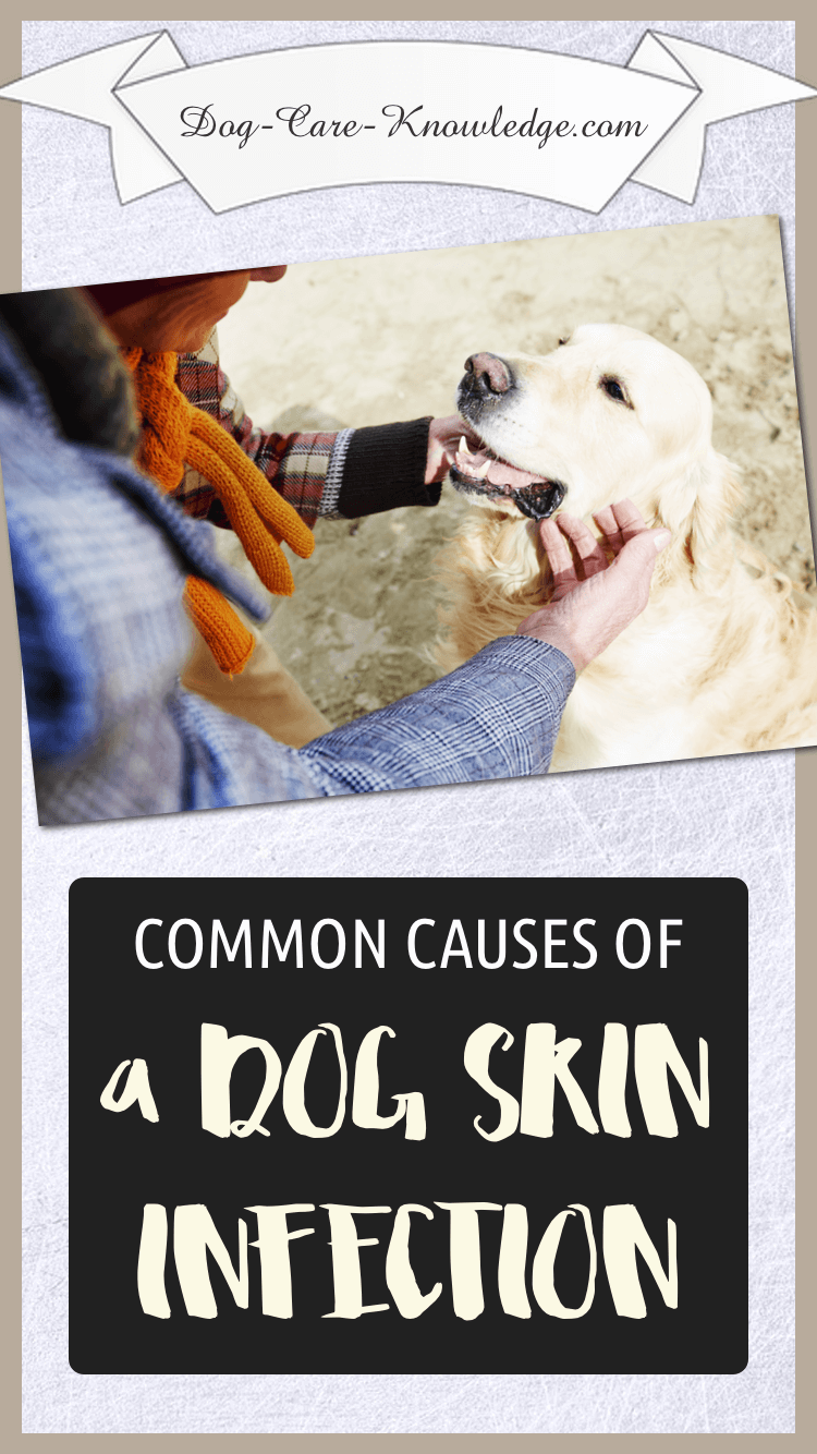 dog-skin-infection-this-is-how-to-cure-and-treat-it