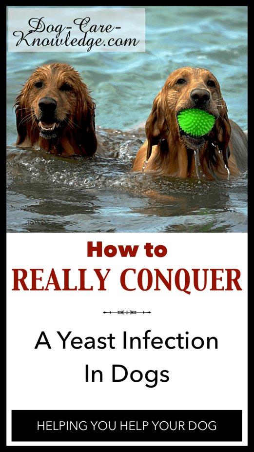 Yeast Infection In Dogs How To Really Conquer It 