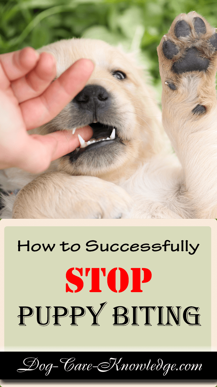 How To Stop a Puppy Biting You