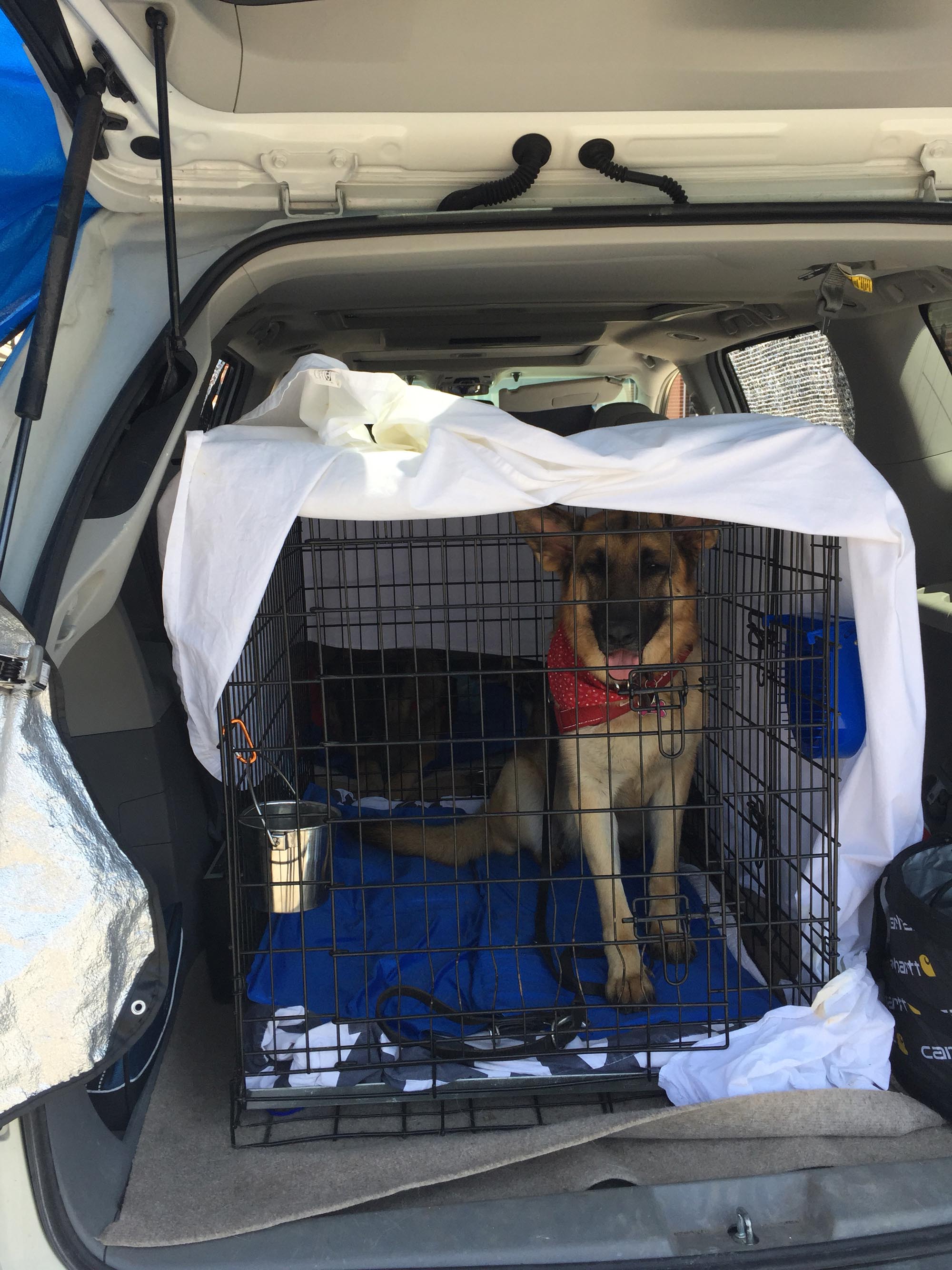 German Shepherd Dog in a crate in a car.