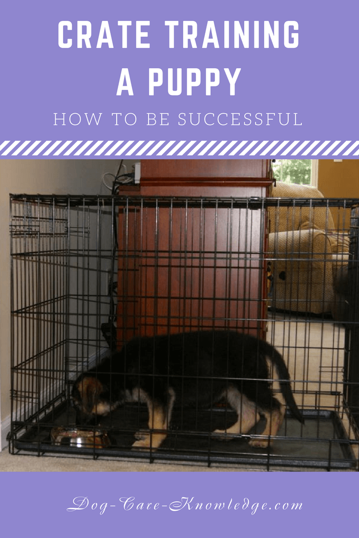 how to get your dog to like the crate