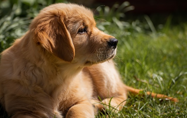 Understanding Your Golden Retriever Puppy Weight Chart