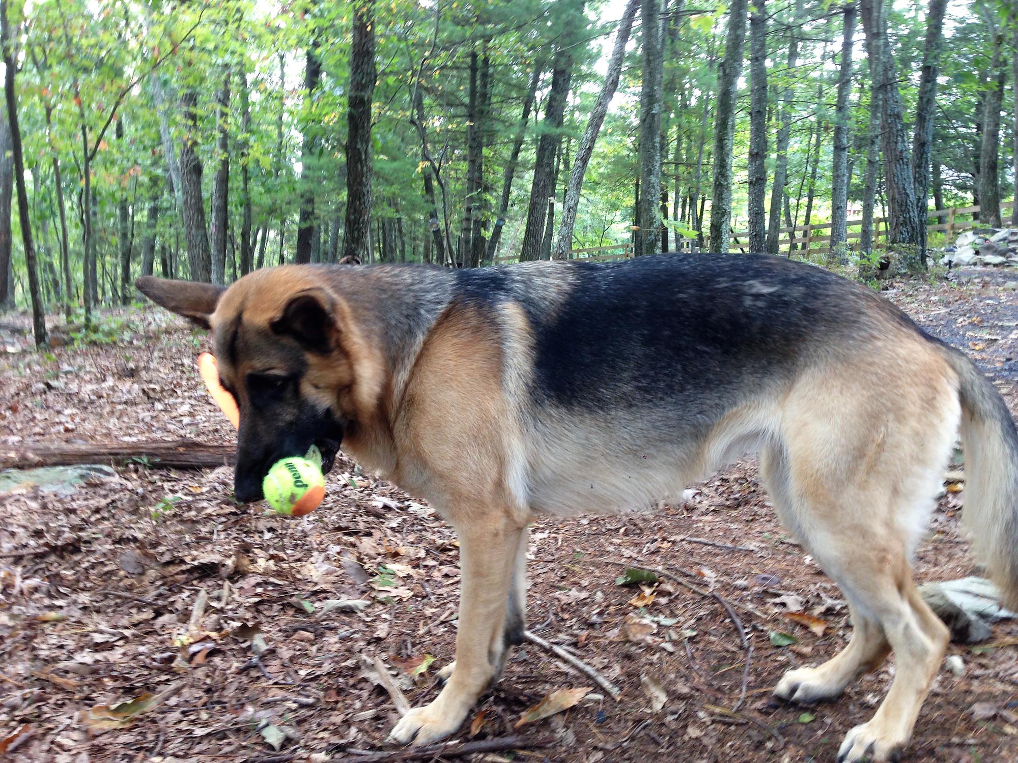 German Shepherd with ball thrower.