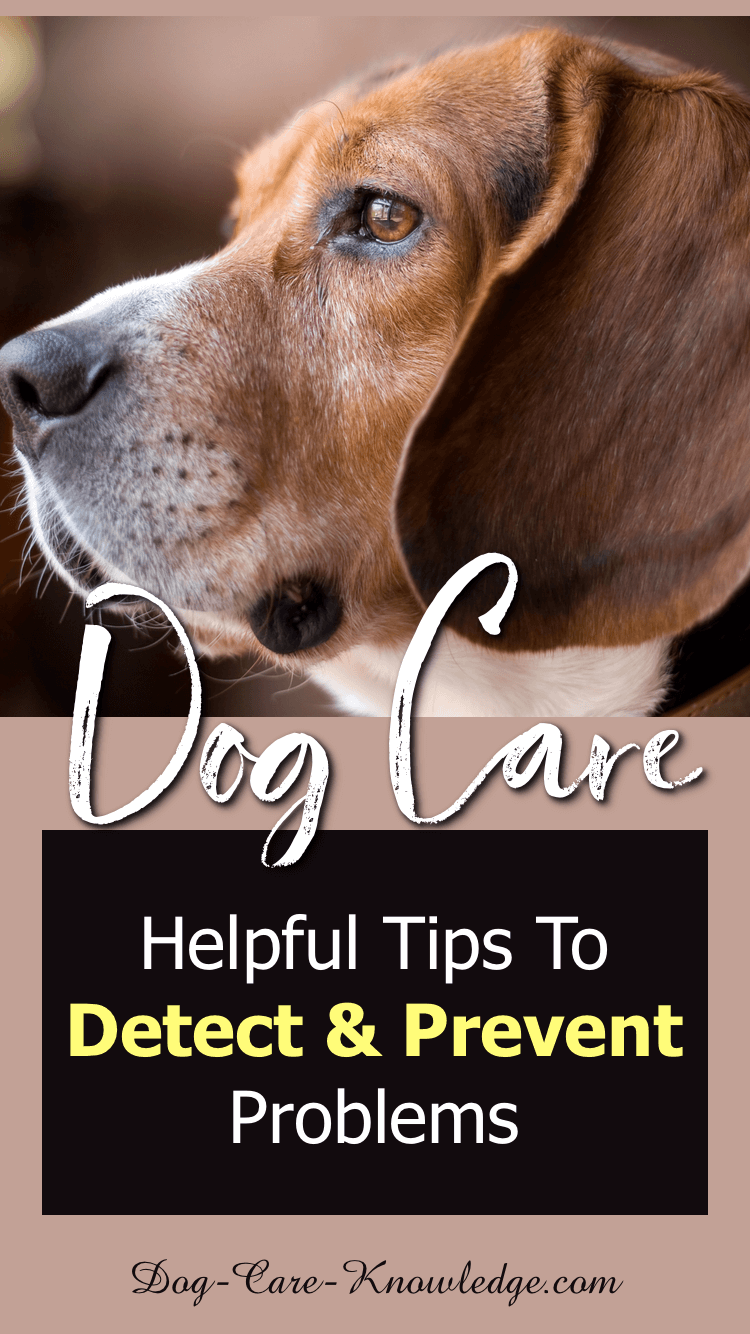 Dog Care Tips To Detect and Prevent Problems