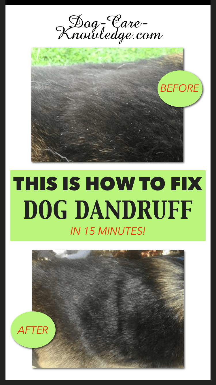 my dog has dandruff and itchy skin