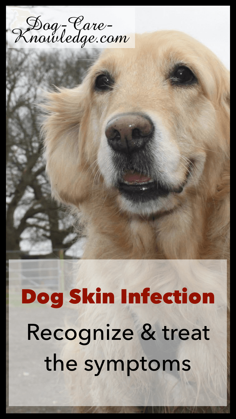 Dog Skin Infection This Is How To Cure And Treat It