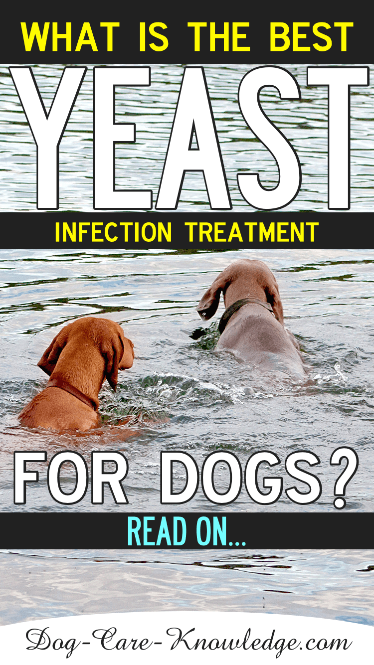 Can Dogs Die From Yeast Infection