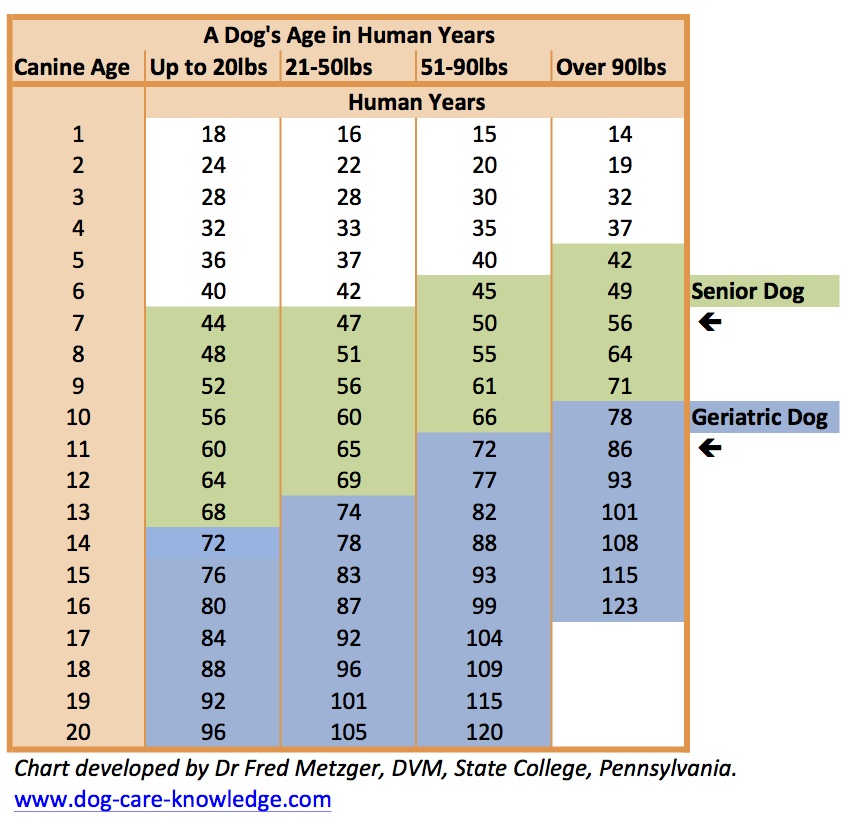 dog years vs human years chart