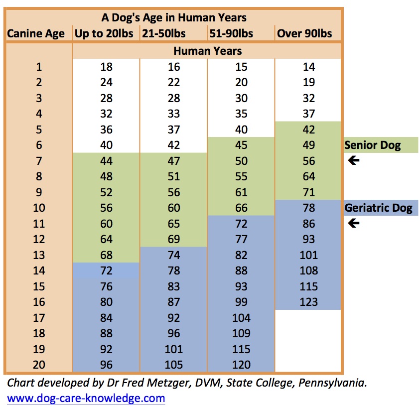 Geriatric Dog Care How To Prolong A Dog s Life With These Easy Tips