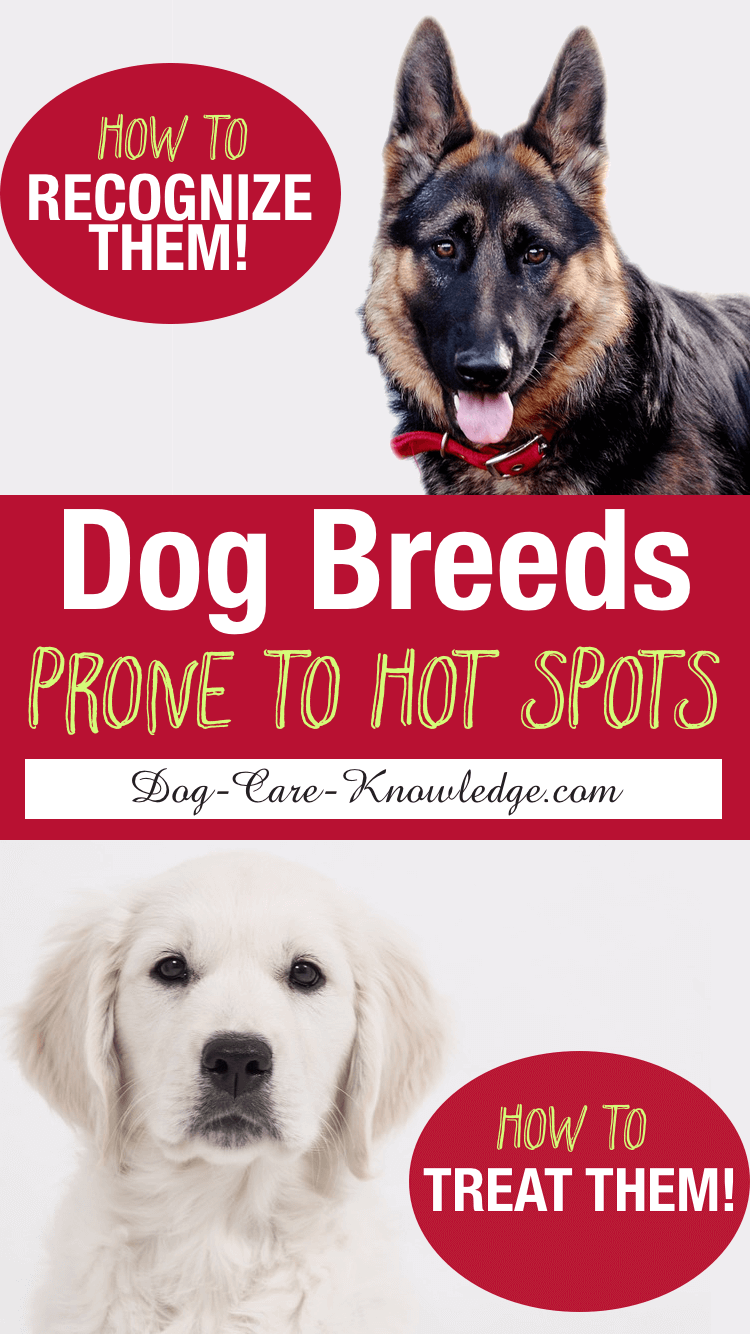 how do you treat a hotspot on a dog