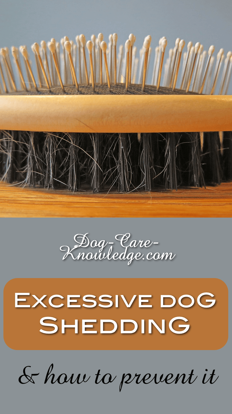 excessive-dog-shedding-how-to-spot-and-prevent-it