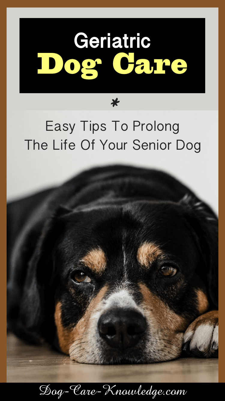 Geriatric Dog Care: How To Prolong a Dog's Life With These ...