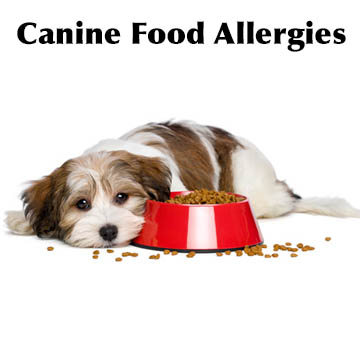 Canine Allergies: Practical Advice on How To Help Them