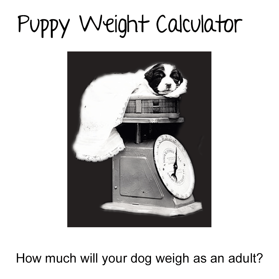 Checking Puppy Weight Poster by Retales Botijero 