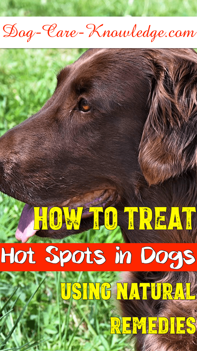 dog licking hot spot