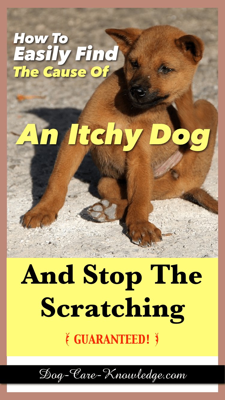 itchy dog no fleas