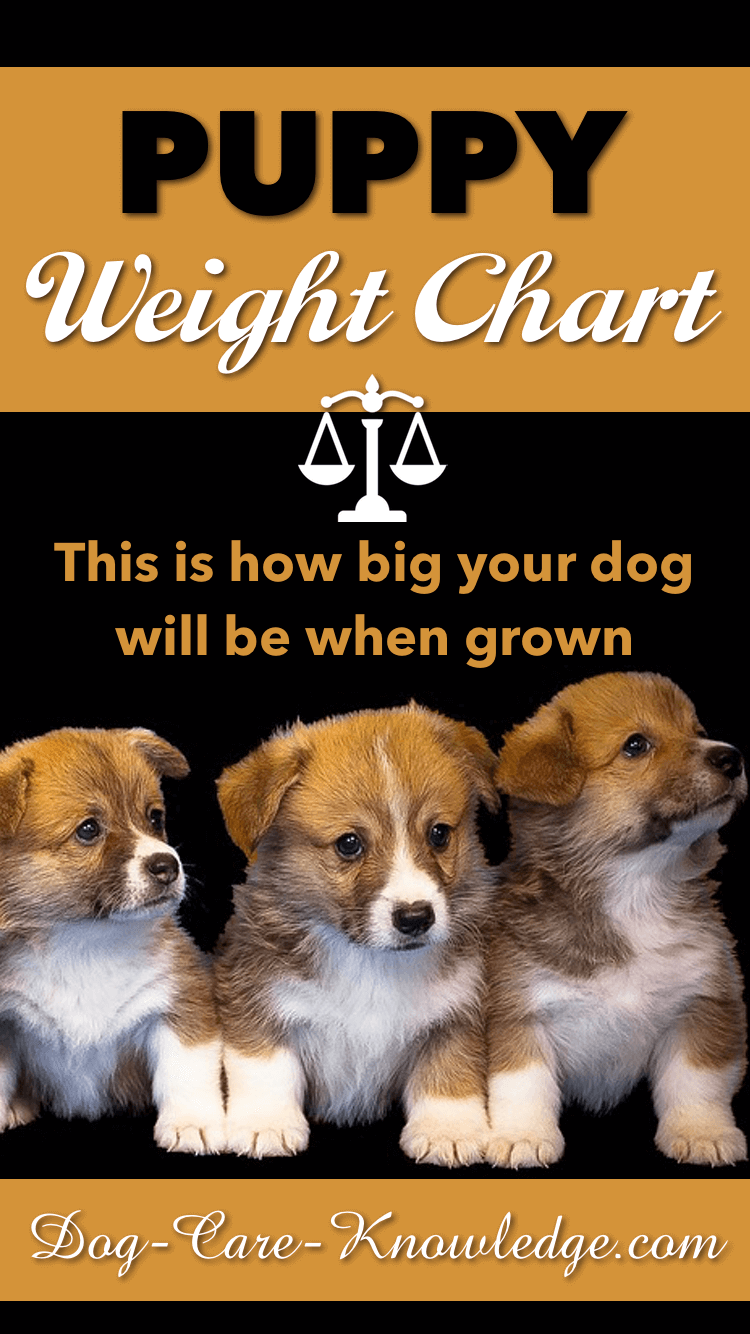 Puppy Growth Chart Medium