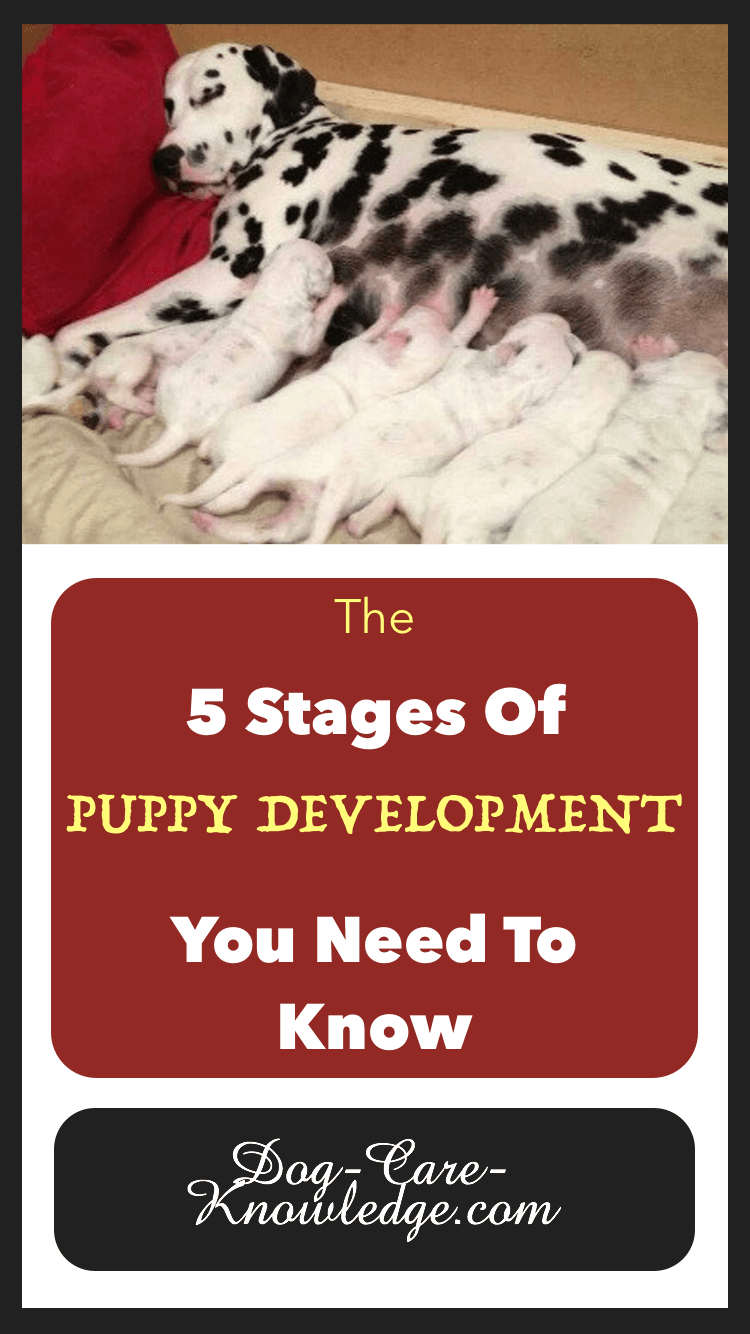 what age do dogs get out of the puppy stage