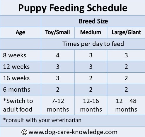 what is the feeding schedule for a puppy