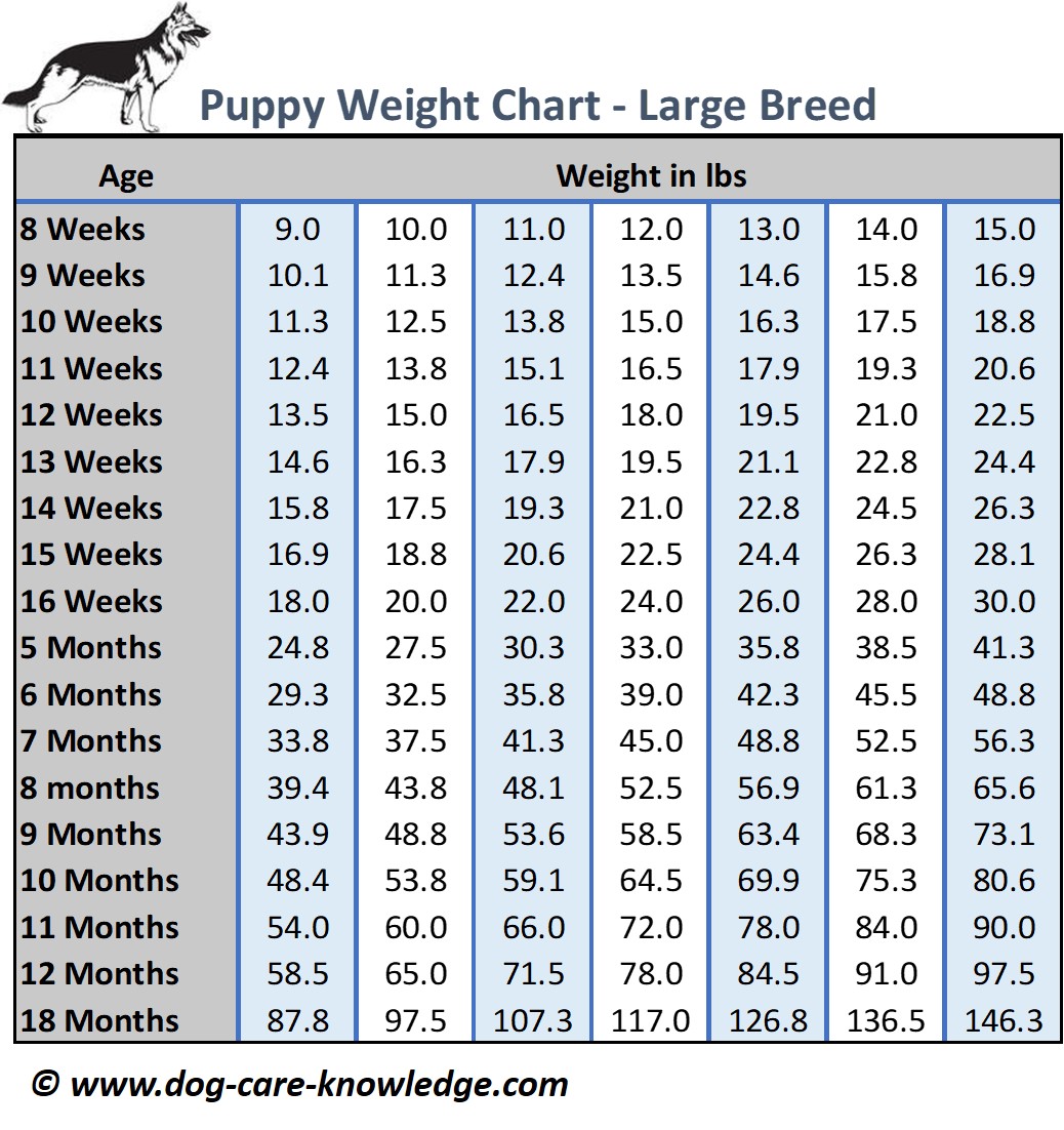 Puppy Weight Chart: This is How Big 