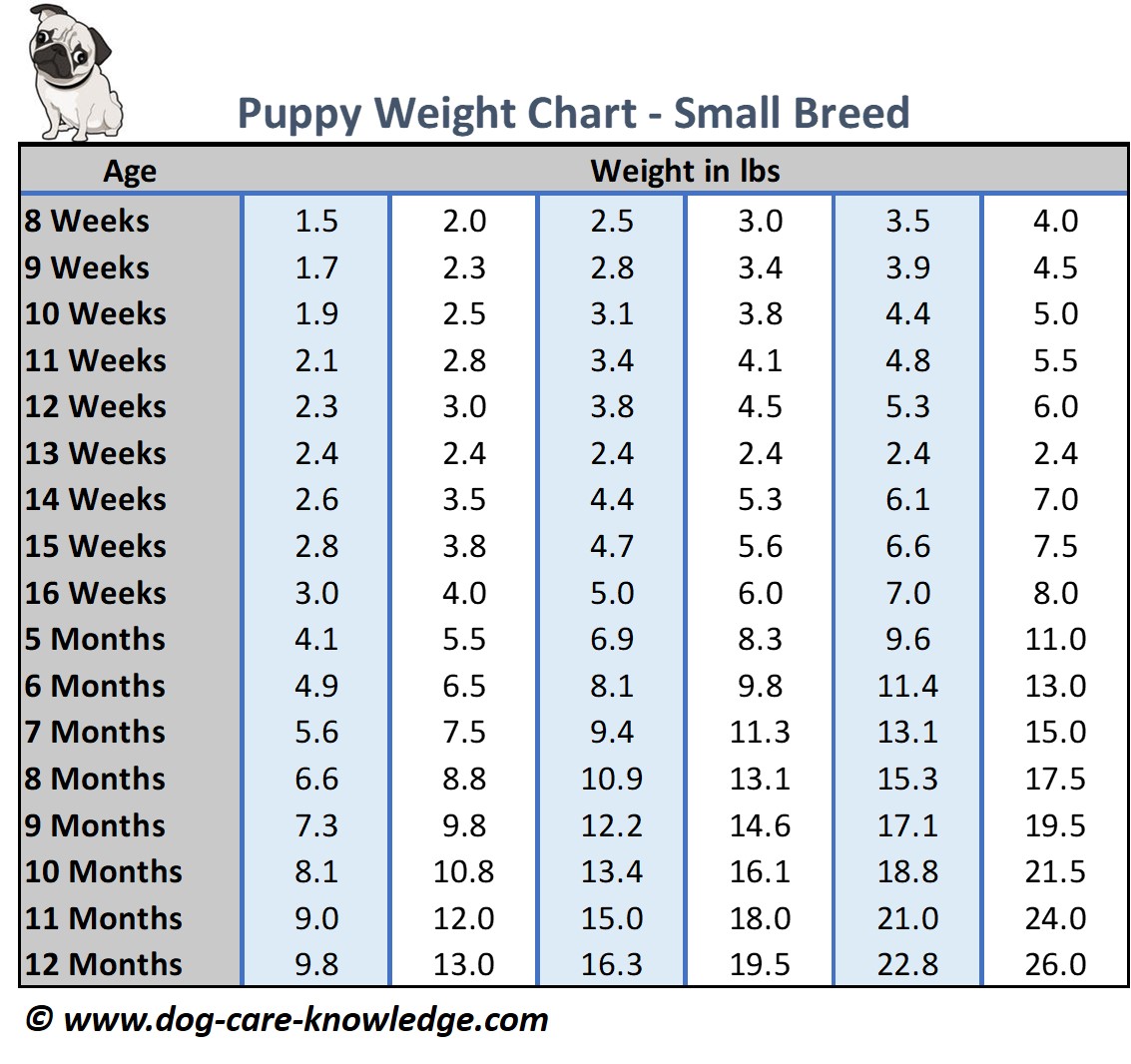 Puppy Weight Chart: This is How Big 