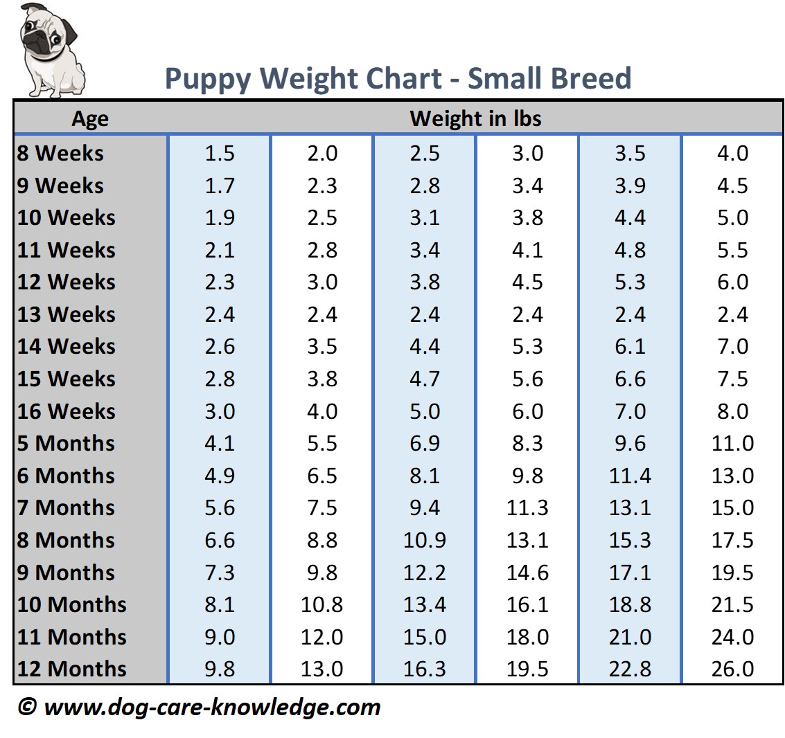 Shih Tzu Weight Chart Kg Shih Tzu Dog