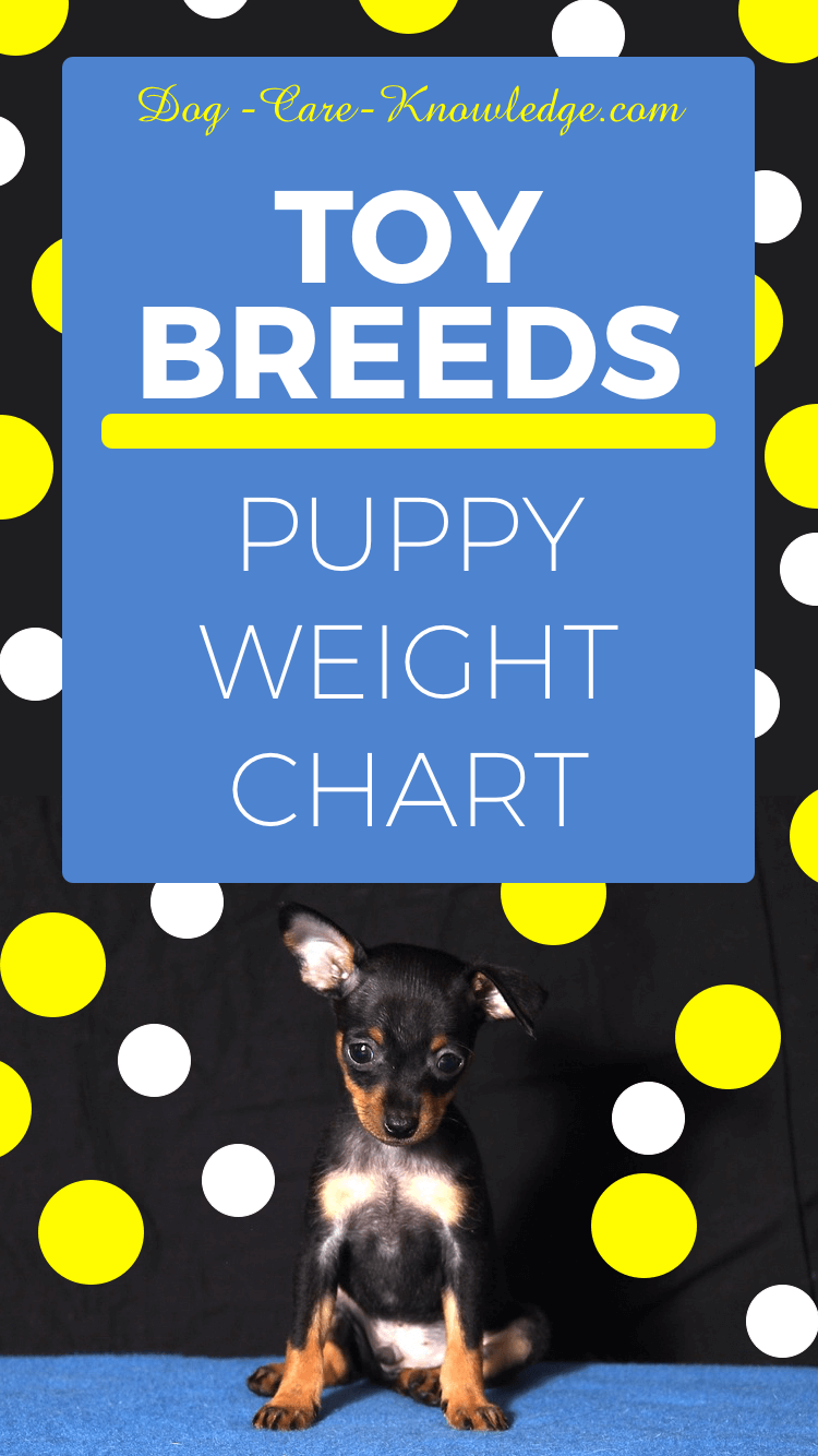 toy dog breeds chart