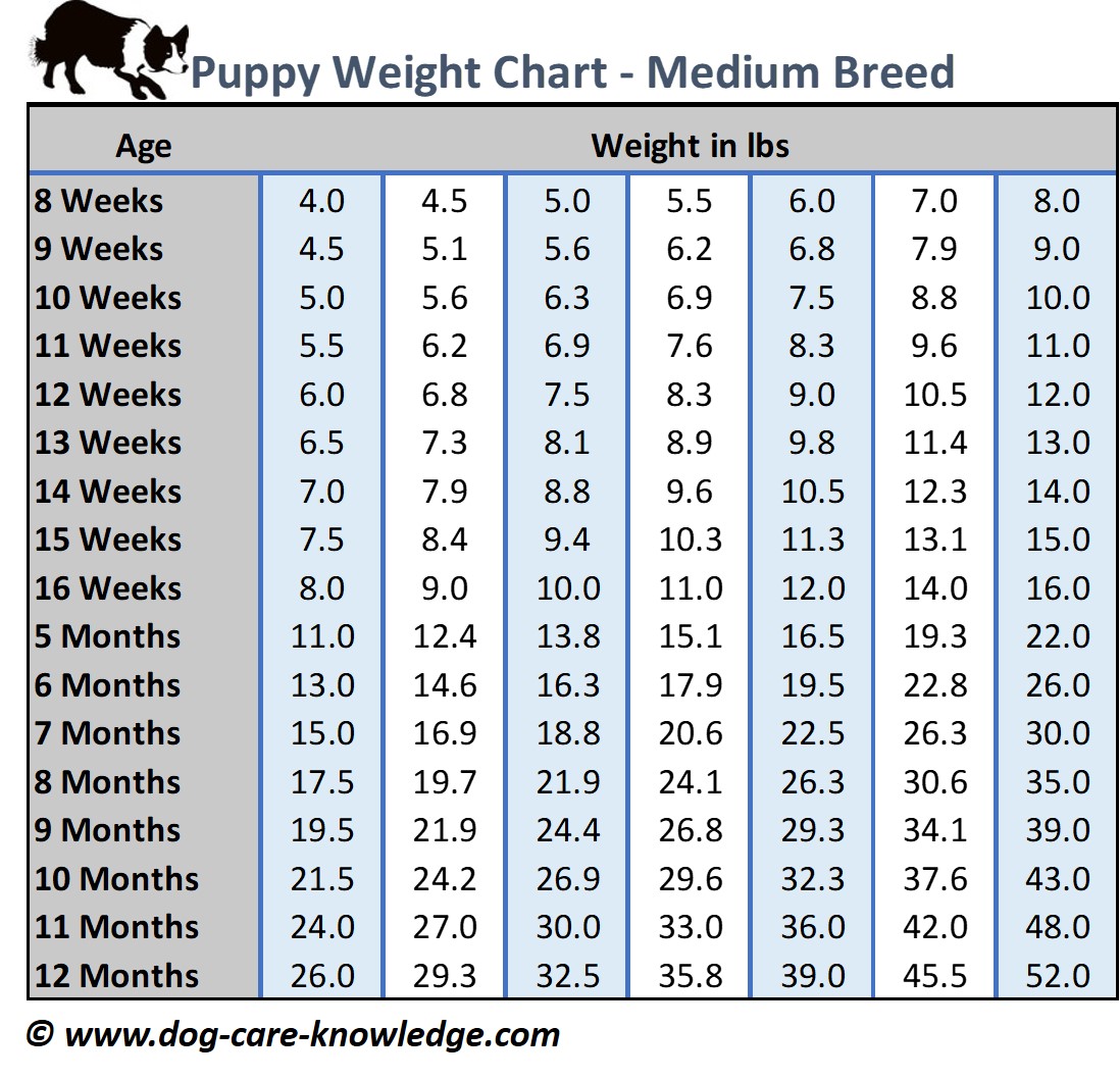 Mixed Breed Growth Chart: How Big Will Your Mixed Breed Dog Get? - Pet News  Daily