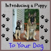 Socializing Puppies: This is How to Create a Confident Dog