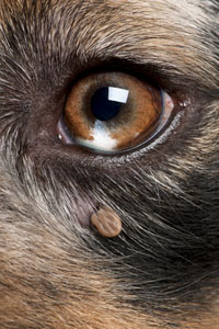 A deer tick on a dog needs to be removed.