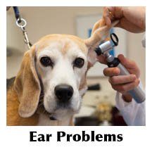 Dog Ear Care: This is What You Should Know