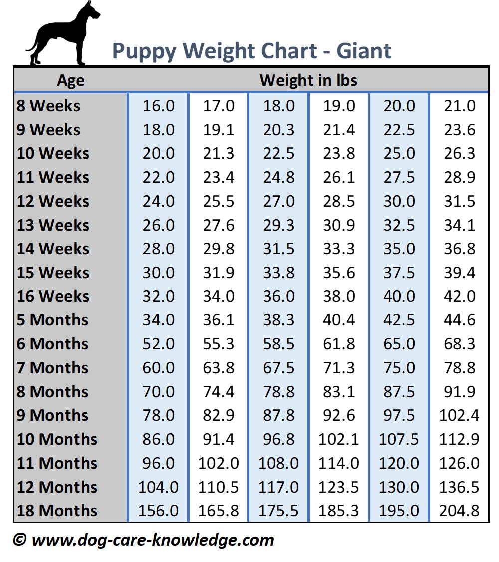 27 Excited Labrador Puppy Weight Chart By Age In Kg Picture 4K Uk 