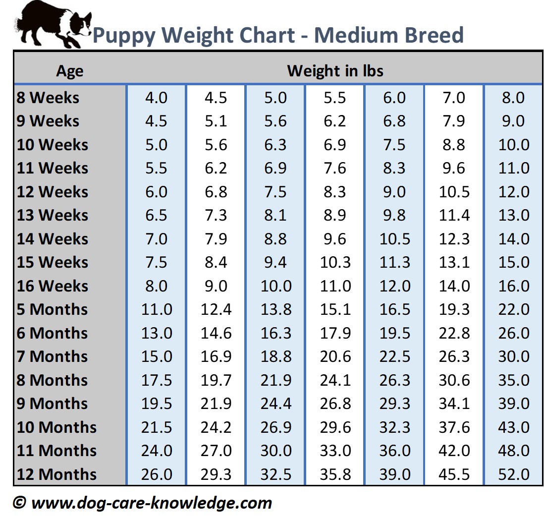 Puppy Weight Chart This Is How Big Your Dog Will Be